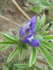Lupinus pusillus
