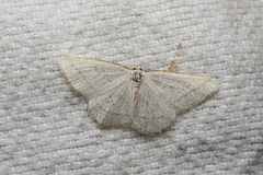 Protitame subalbaria