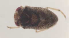 Paraplea puella