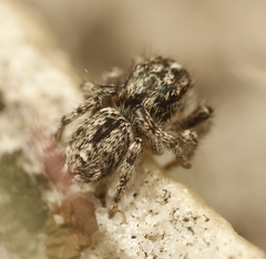 Habronattus hirsutus