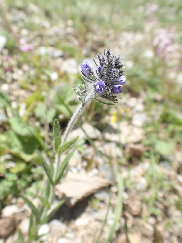Veronica ciliata