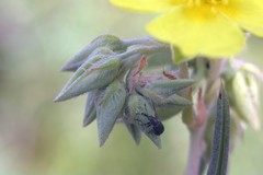 Mesauletobius pubescens