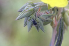 Mesauletobius pubescens