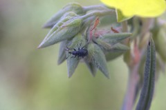 Mesauletobius pubescens