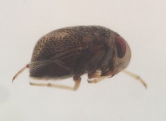 Paraplea puella