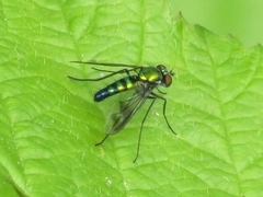 Condylostylus patibulatus