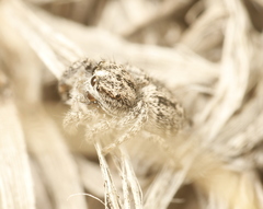 Habronattus hirsutus