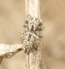 Habronattus hirsutus