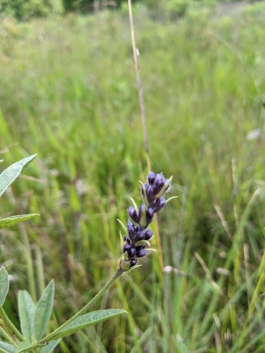 Image of Orbexilum simplex by (c) Goforth, some rights reserved (CC BY)