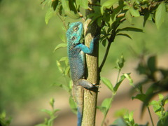 Acanthocercus atricollis