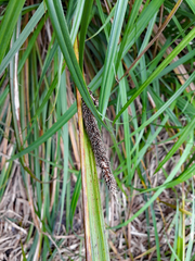 Carex ventosa