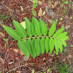 Polygonatum falcatum