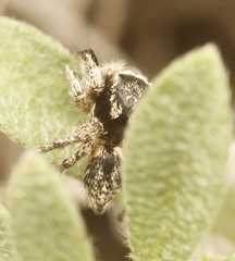 Habronattus hirsutus