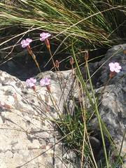 Dianthus pungens