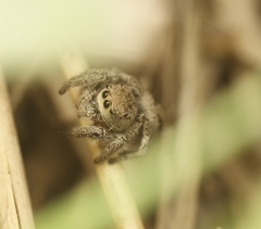 Habronattus cuspidatus