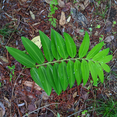 Polygonatum falcatum