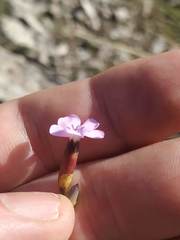 Dianthus pungens