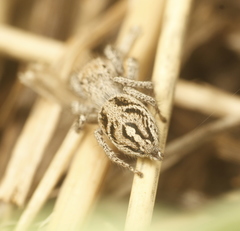 Habronattus cuspidatus