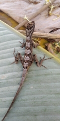 Anolis lyra
