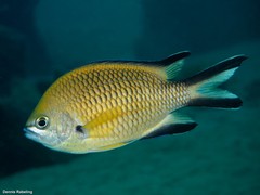 Chromis limbata