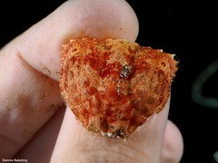 Calappa granulata