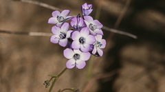 Gilia cana speciosa