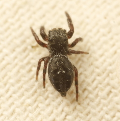 Phidippus olympus