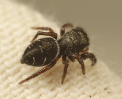 Phidippus olympus