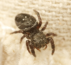 Phidippus olympus