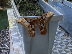 Rothschildia speculifer