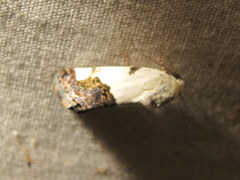 Tarache tetragona