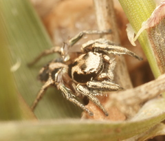 Habronattus cuspidatus