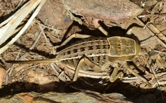 Pycnogaster inermis