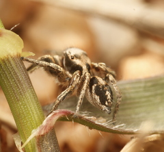 Habronattus cuspidatus