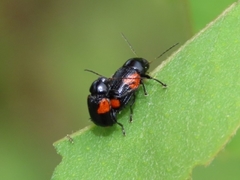 Cryptocephalus quadruplex