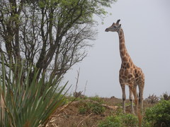 Giraffa camelopardalis rothschildi