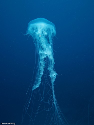 photo of Egg-yolk Jelly (Phacellophora camtschatica)