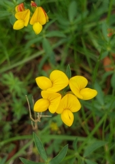 Lotus corniculatus