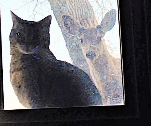 Rocky Mountain Mule Deer photographed in Nebraska