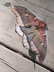 Antheraea polyphemus