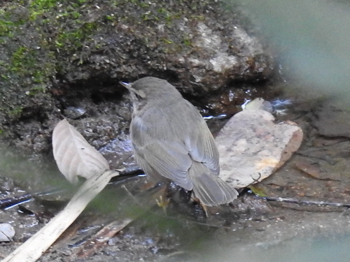 Phylloscopus fuscatus