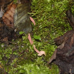 Clavaria rosea
