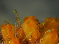 Stolonica socialis