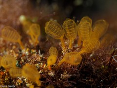 Pycnoclavella communis