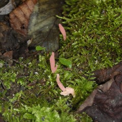 Clavaria rosea