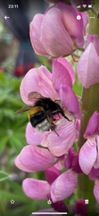 Bombus terrestris