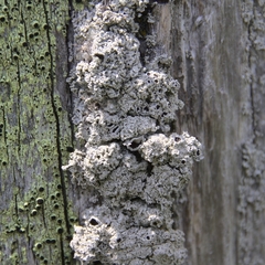 Tephromelataceae