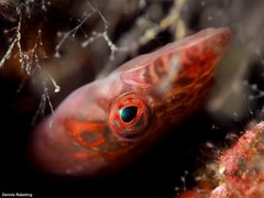 Lepadogaster candolii