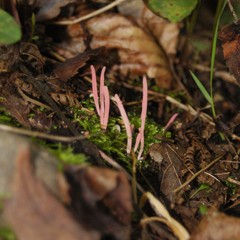 Clavaria rosea