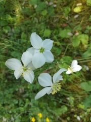 Thalictrum tuberosum